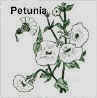 Petunia