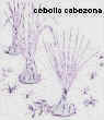 Cebolla Cabezona