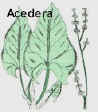 Acedera